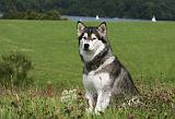 ALASKAN MALAMUTE 727